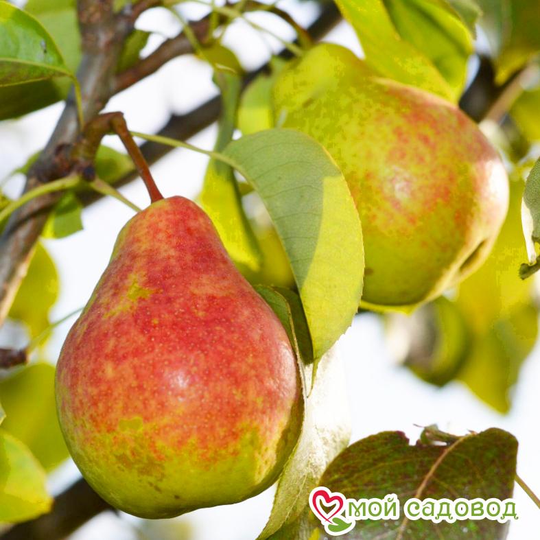 Груша Лада Летняя