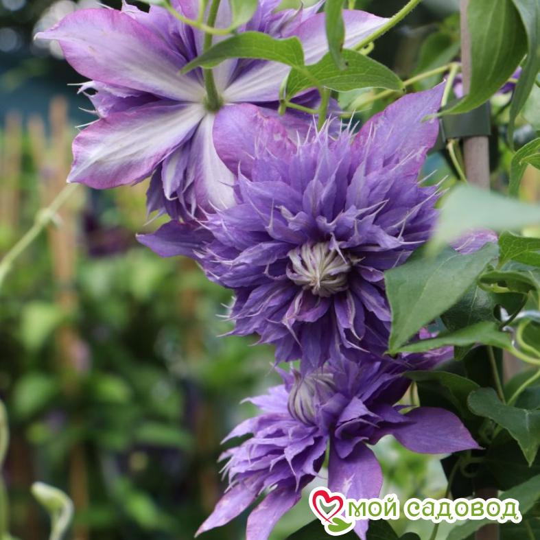 Клематис Диамантина ЗКС