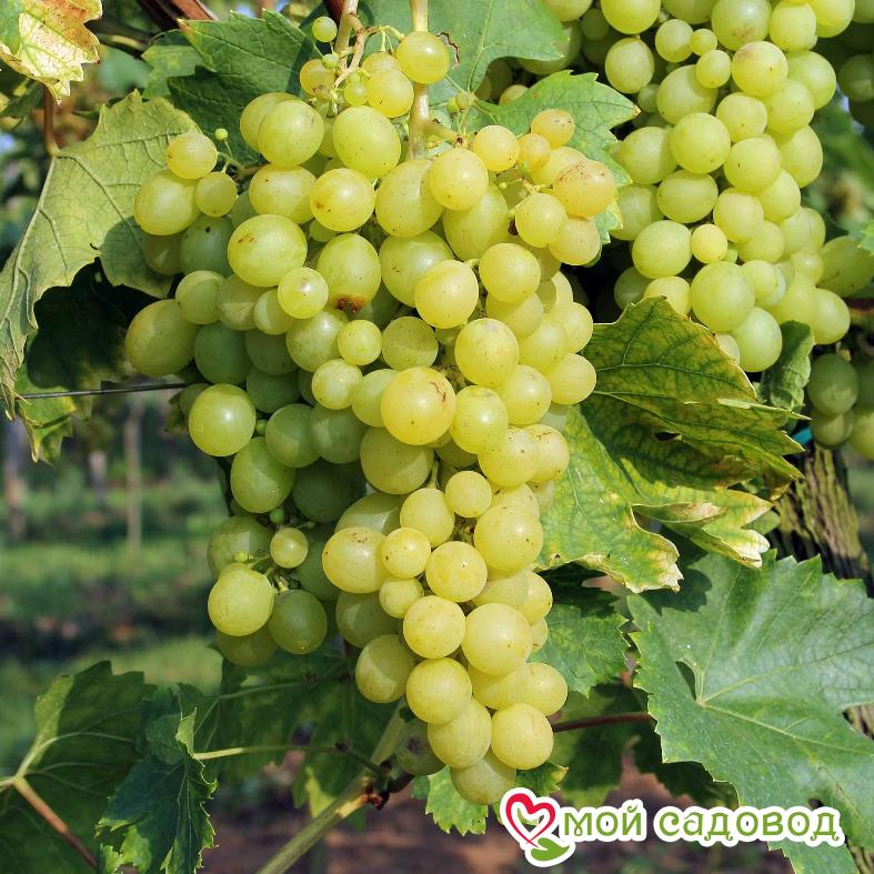 Виноград Королева вин