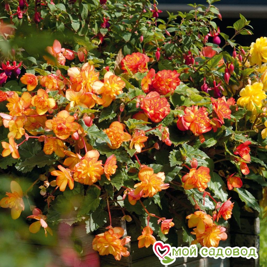 Бегония Фейри Шейдс