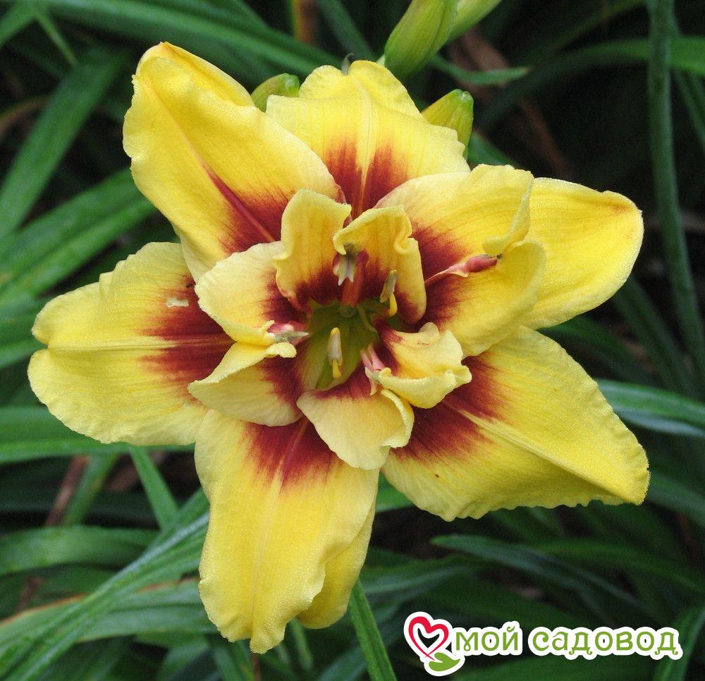 ЛИЛЕЙНИК МАУНТ ХЕЛЕНА